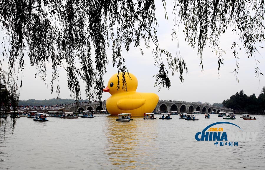 數(shù)萬名中外游客冒雨進頤和園看“大黃鴨”