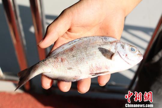 廣西柳州水族館百條熱帶魚(yú)被游客閃光燈“閃死”