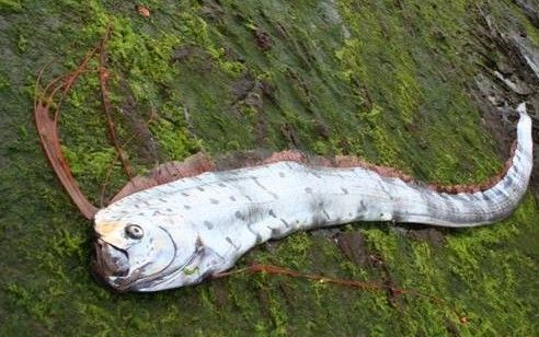 巨型皇帶魚海底怪獸長達(dá)12米（圖）