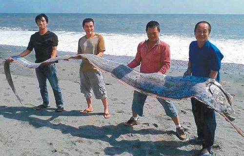 臺(tái)東釣得5米長(zhǎng)地震魚 4個(gè)壯漢才抱得動(dòng)（圖）