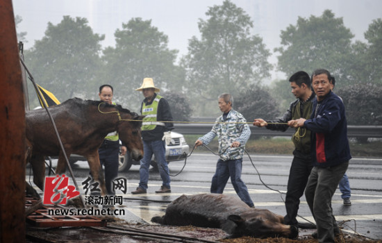 運(yùn)馬貨車高速上側(cè)翻 警察開警車追馬