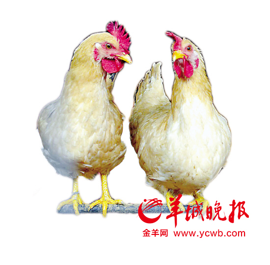 廣東專(zhuān)家預(yù)測(cè)：未來(lái)數(shù)月人染H7N9禽流感風(fēng)險(xiǎn)明顯增加