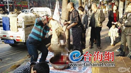 廈門：攤販當(dāng)街宰殺綿羊 路人花萬元買來放生