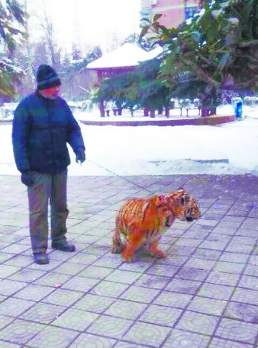 河南老漢公園遛老虎引市民圍觀