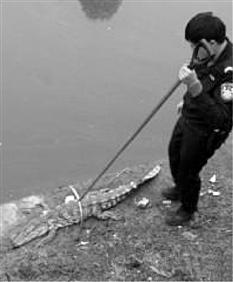 杭州一幼兒園門口出現(xiàn)一條鱷魚 家長(zhǎng)報(bào)警處理