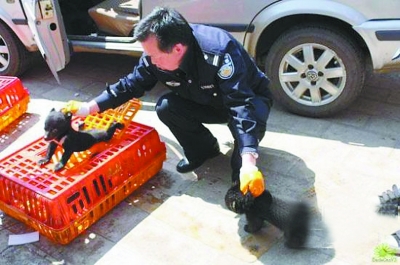 司機(jī)載22只小黑熊被民警攔截 自稱拉的是土狗（圖）