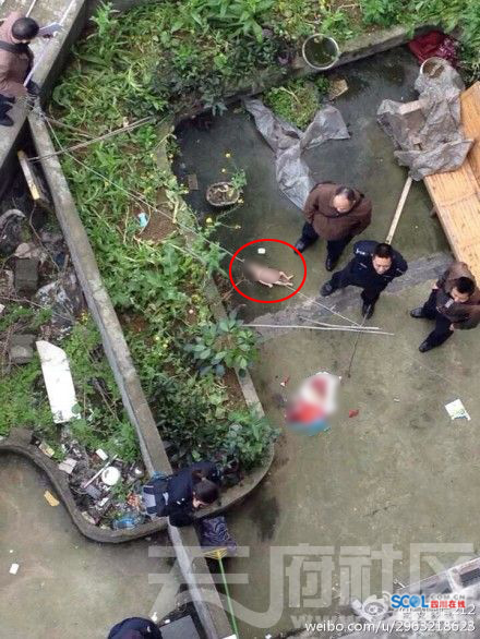 南充一嬰兒被扔下樓摔死 警方逐戶(hù)排查