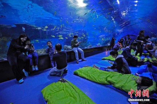 天津游客夜宿海洋館 體驗(yàn)與魚(yú)共眠（全文）