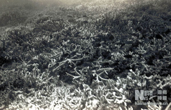 珍貴！1991年西沙科考海量歷史照
