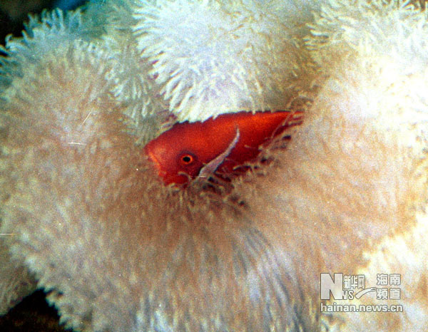 珍貴！1991年西沙科考海量歷史照