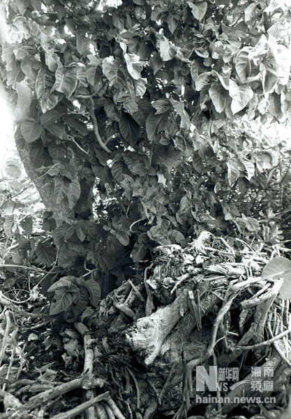 珍貴！1991年西沙科考海量歷史照