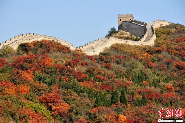 北京八達(dá)嶺紅葉進(jìn)入觀賞佳期