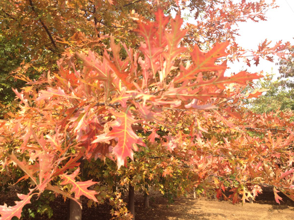 紅了楓葉，紅了海棠