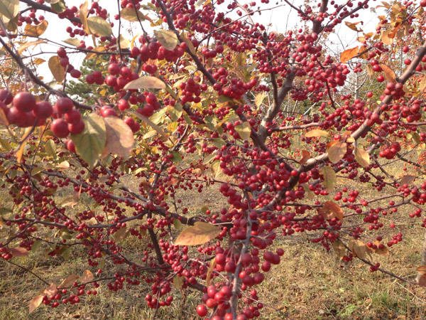 紅了楓葉，紅了海棠