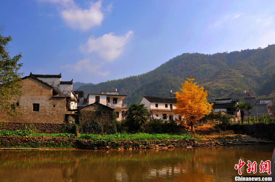 “最美鄉(xiāng)村”江西婺源紅楓引游客紛至沓來