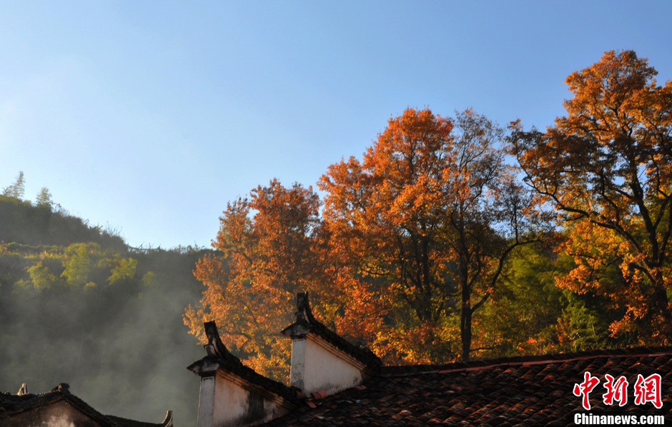 “最美鄉(xiāng)村”江西婺源紅楓引游客紛至沓來(lái)