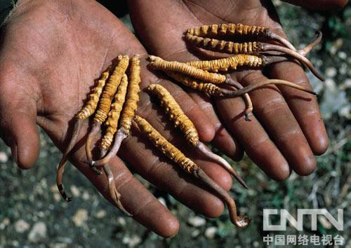 紀(jì)錄片《喜馬拉雅大淘金》：鮮為人知的蟲草故事