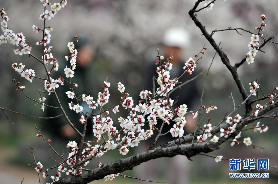 “花開意盎然，雀鳥上枝頭”：聽！春天的腳步聲