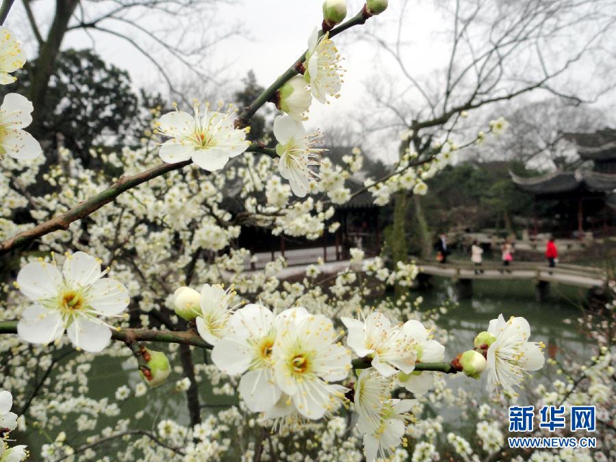“花開意盎然，雀鳥上枝頭”：聽！春天的腳步聲