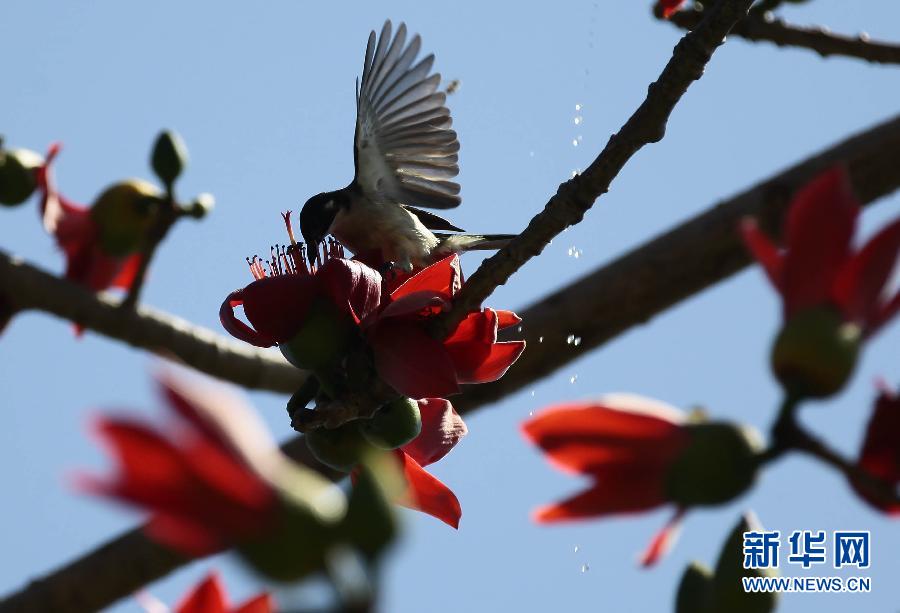 “花開意盎然，雀鳥上枝頭”：聽！春天的腳步聲