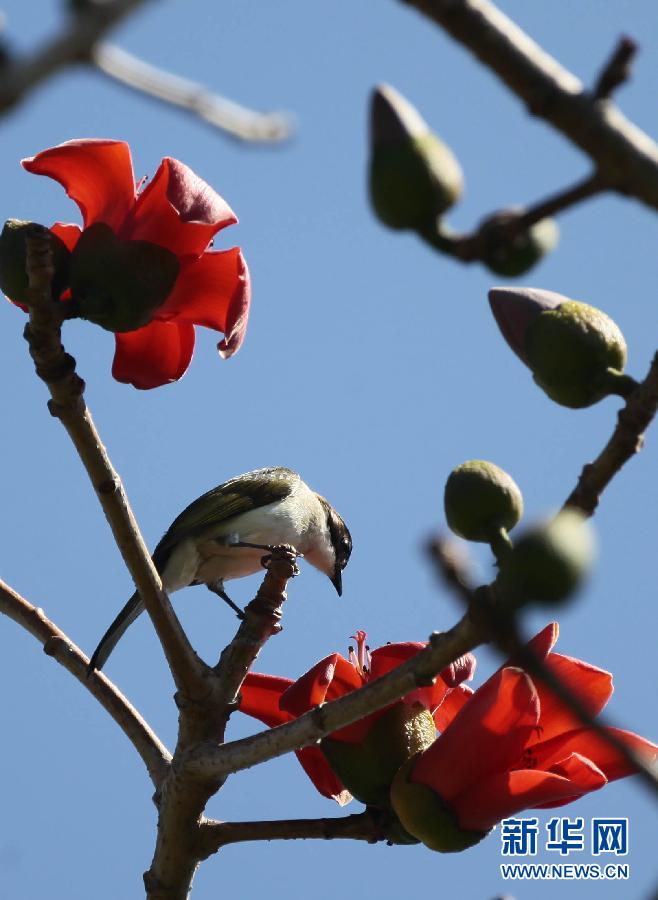 “花開意盎然，雀鳥上枝頭”：聽！春天的腳步聲