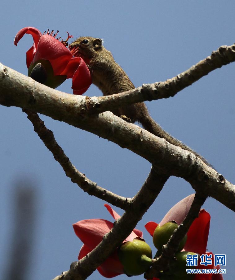 “花開(kāi)意盎然，雀鳥(niǎo)上枝頭”：聽(tīng)！春天的腳步聲