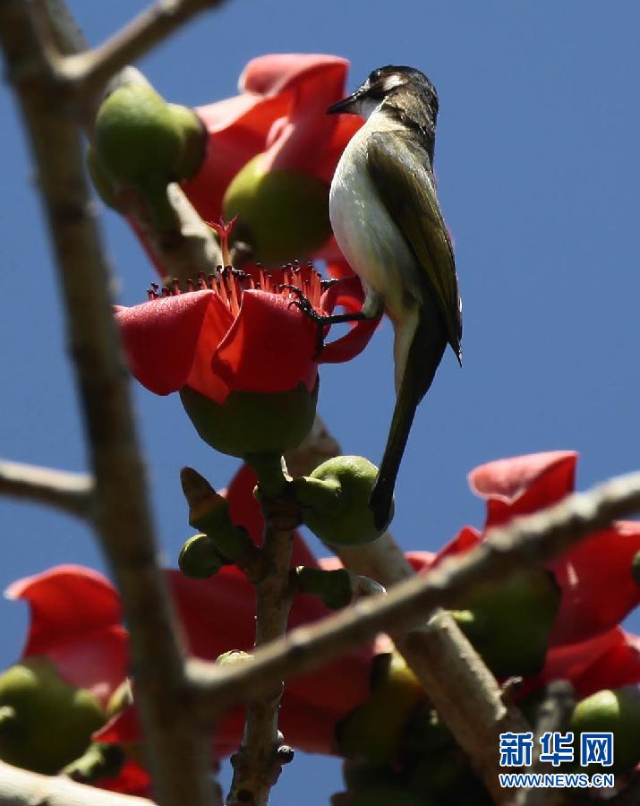 “花開意盎然，雀鳥上枝頭”：聽！春天的腳步聲