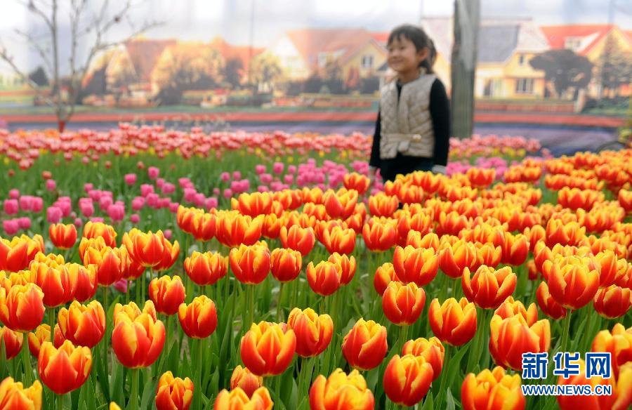 “花開(kāi)意盎然，雀鳥(niǎo)上枝頭”：聽(tīng)！春天的腳步聲