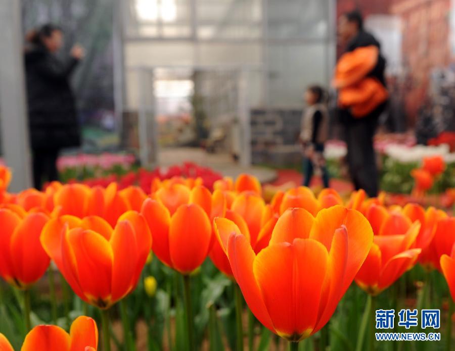 “花開(kāi)意盎然，雀鳥(niǎo)上枝頭”：聽(tīng)！春天的腳步聲