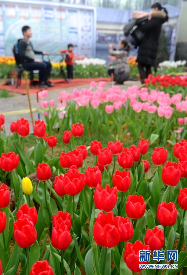 “花開意盎然，雀鳥上枝頭”：聽！春天的腳步聲