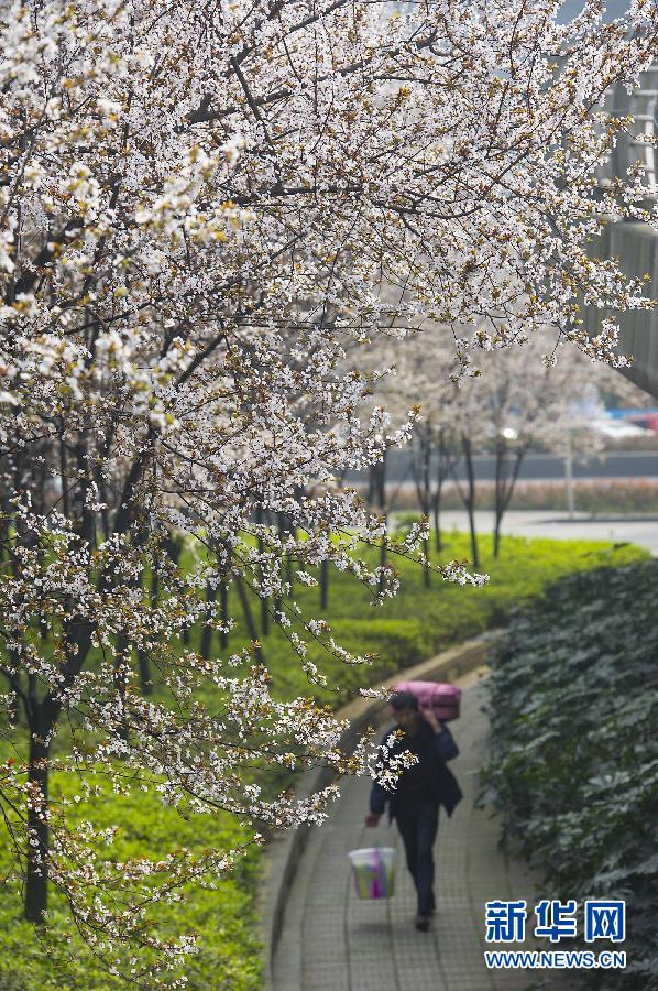 “花開意盎然，雀鳥上枝頭”：聽！春天的腳步聲