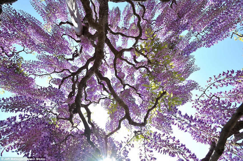 夢幻！《阿凡達(dá)》