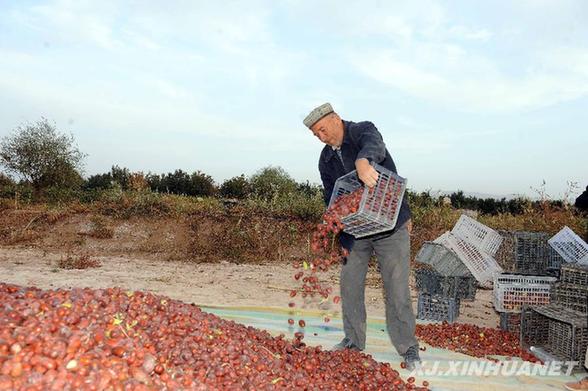 柯坪：2.8萬畝紅棗喜獲豐收