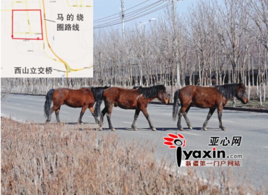 烏魯木齊井岡山西街4匹馬出沒(méi) 若無(wú)其事橫穿馬路(圖)