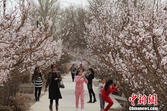 新疆兵團(tuán)團(tuán)場杏花綻放 成春季旅游勝地（組圖）