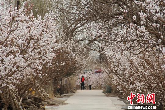 新疆兵團(tuán)團(tuán)場杏花綻放 成春季旅游勝地（組圖）