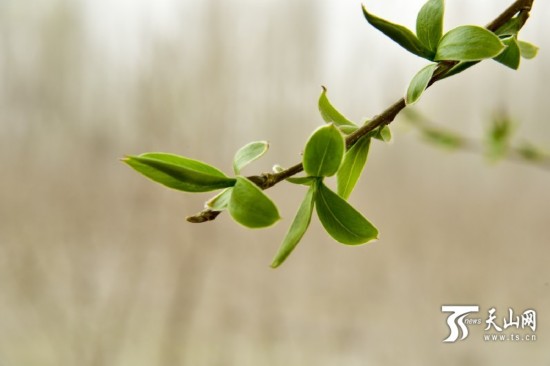 新疆若羌縣：春天來(lái)了 杏花開了（組圖）