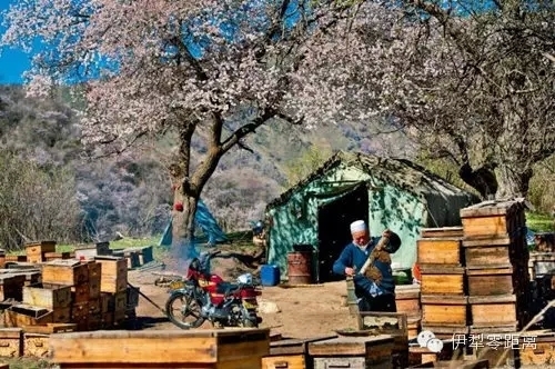 伊犁零距離：伊犁：藍(lán)與綠，你不曾遇到的純粹