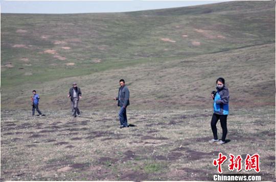 新疆伊犁州多地出現(xiàn)鼠害 發(fā)生面積500多萬畝(圖)
