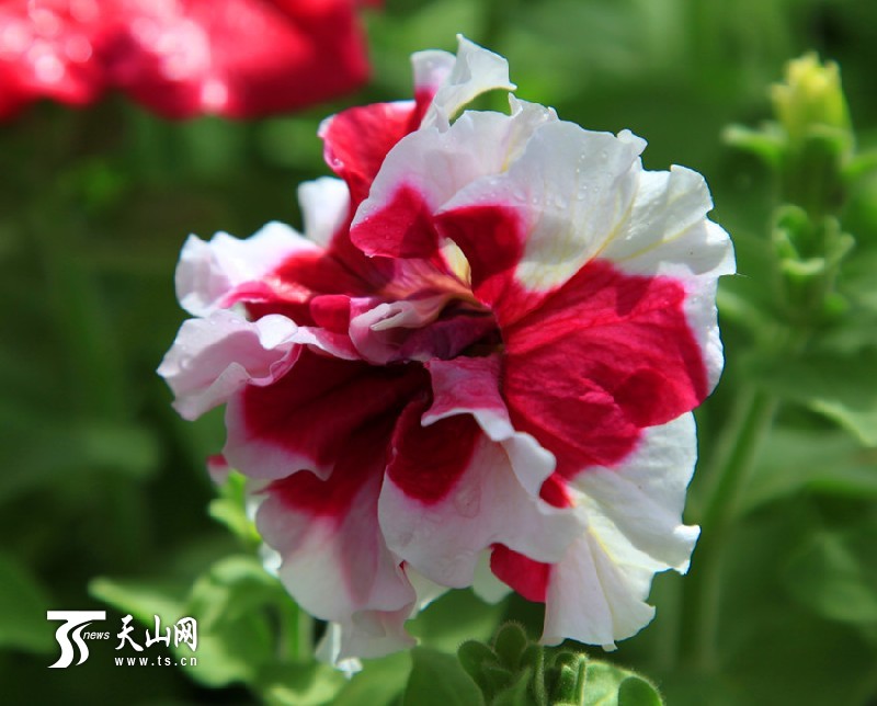一八三團(tuán)設(shè)施育苗基地百花爭艷