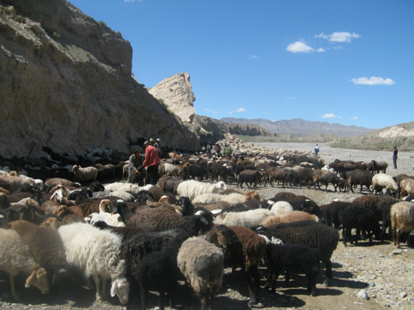 巴羌河畔唱響畜牧業(yè)經(jīng)濟(jì)發(fā)展