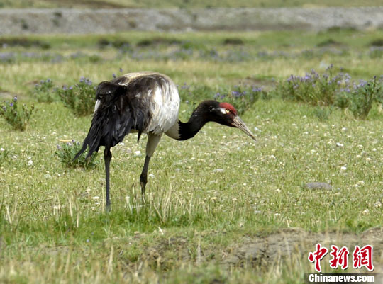 西藏野生動(dòng)物遷徙繁殖季受全面保護(hù)