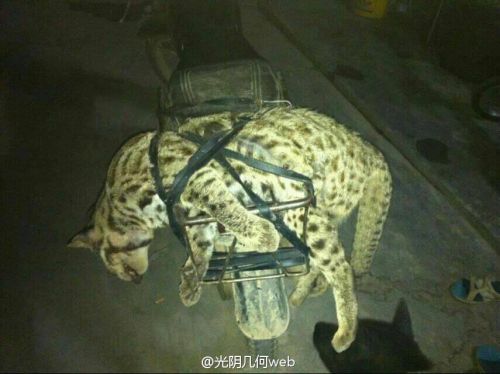男子炫耀在西藏獵殺野生保護(hù)動物引眾怒