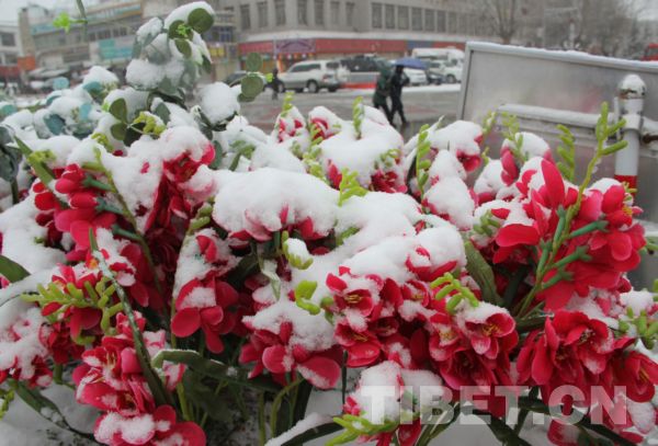 拉薩飄新年初雪 市民游客玩嗨了