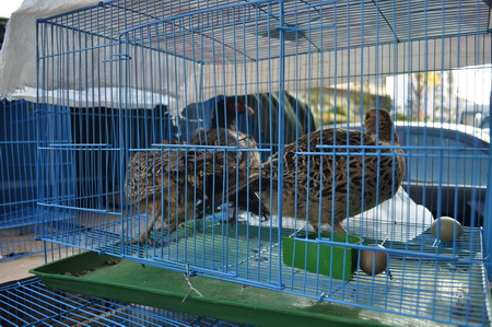 2011普洱國家公園大型野生動物放生車隊(duì)抵達(dá)普洱 動物全部安然無恙