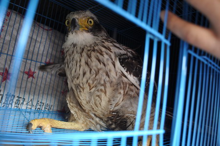 2011普洱國家公園大型野生動物放生車隊(duì)抵達(dá)普洱 動物全部安然無恙