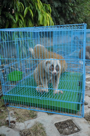 2011普洱國家公園大型野生動物放生車隊(duì)抵達(dá)普洱 動物全部安然無恙