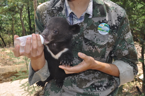 小熊被棄 人類(lèi)奶爸用心呵護(hù)它