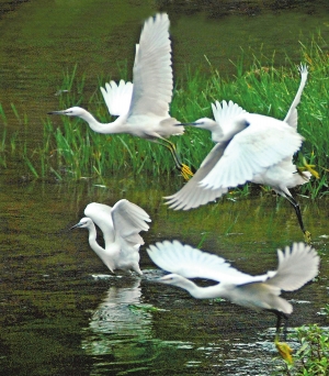 四退三還綠地增多 滇池邊發(fā)現130余種鳥