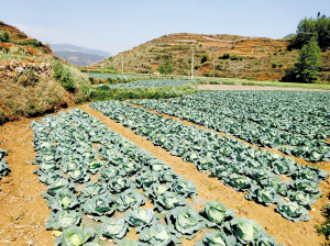 云南倘甸鎮(zhèn)蔬菜產(chǎn)業(yè)漸成規(guī)模